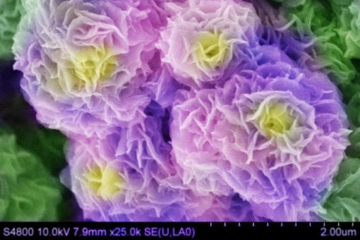 „NanObjectives“ – Bilderausstellung zur Mikro- und Nanowelt an der TU Ilmenau