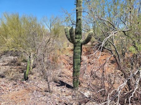 Gold und Silber: Tocvan Ventures vor potenziell transformativem Jahr in Mexiko!