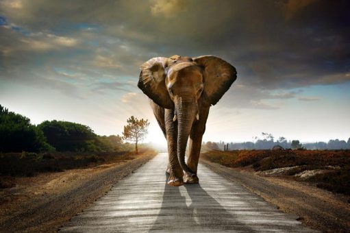 Tembo Gold kündigt Bohrungen in der ersten Maiwoche an