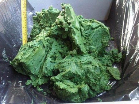 Aufstrebender Markt für Kosmetika auf Algenbasis bietet Chancen für Pond Technologies