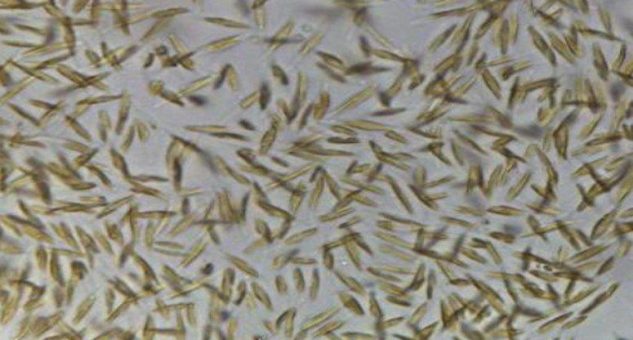 Pond Technologies schließt Biotech-Deal mit Fortune 500-Company ab!