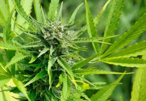 Pure Extracts erwartet starken Umsatzanstieg