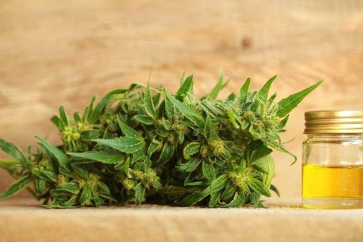 Pure Extracts verkauft erstes Cannabis-Extrakt nach Deutschland!