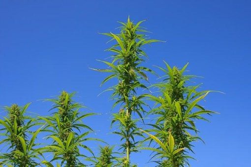 Sweet Earth drängt mit Hanfprodukten nach Südamerika