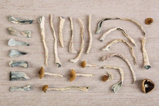 Pure Extracts beginnt mit Anlagenausbau für Psilocybin-Extraktion!