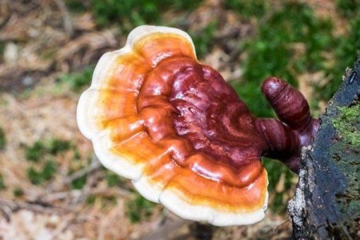 Pure Extracts: Kluge Positionierung im Milliardenmarkt Mushrooms