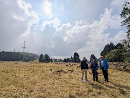 Schafe für die Bergwiesen