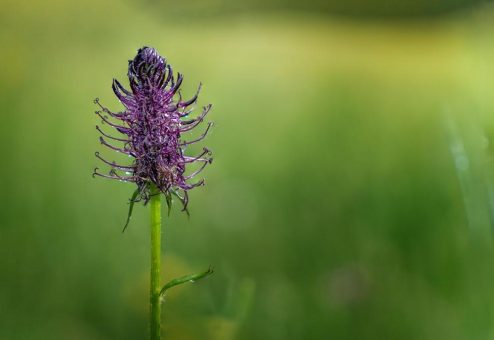 Mehr Licht für Waldstorchschnabel und Teufelskralle