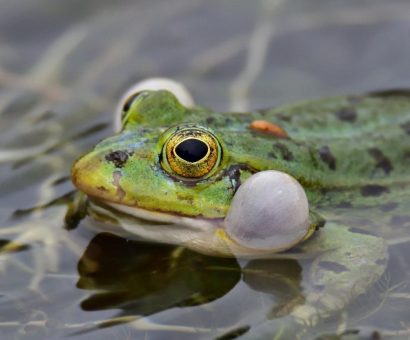 Wie steht es in Zukunft um unsere Amphibien?
