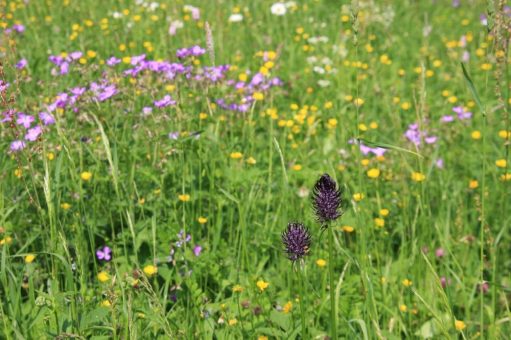 Welche Zukunft hat die Blumenwiese?