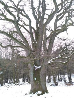 Wandervorschlag: Faszinierende Naturdenkmale rund um Lanzenhain