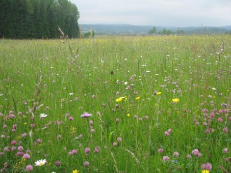 Artenreiche Wiesen im Vogelsberg werden prämiert