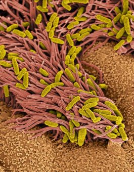 Neuer Mechanismus: Peptide helfen beim Schutz der Lunge vor Krankheitskeimen