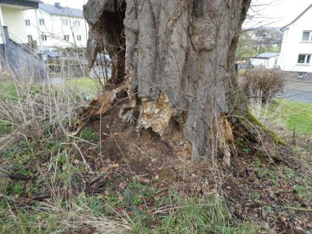 200 Jahre alte „Siechlinde“ umgestürzt