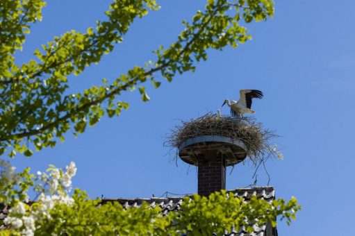 Saison-Bilanz 2024: Weißstorch-Boom in der Region geht weiter