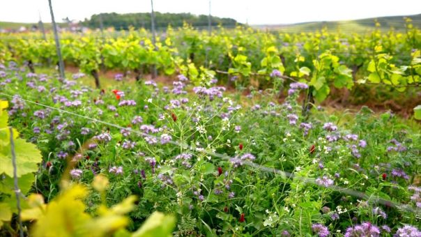 Insel mit vulkanischem Kulturgut: Burgundische Weine – am Perfekten Ort Hergestellt – Seit 1271