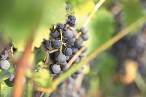Weinwirtschaft studieren: Beratungsangebote auf der ProWein 2025