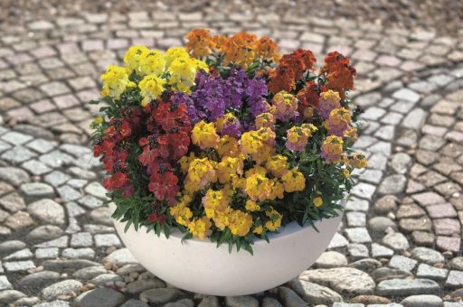 Lenzleuchten begrüßen den Frühling rund um Haus und Garten