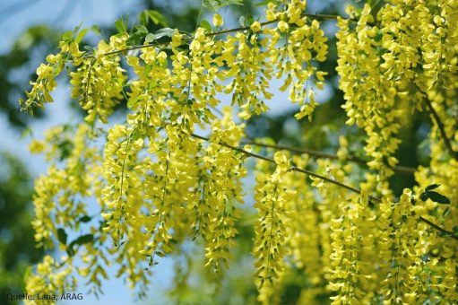 Giftige Schönheiten: Diese Pflanzen im Garten sollte man meiden