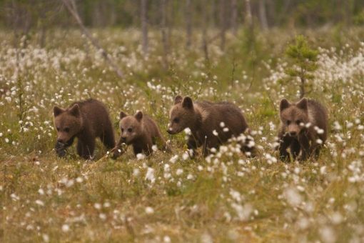 Die pure Wildnis erleben
