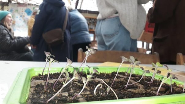 Vom Guten Heinrich bis roter Bubille: Glücksburger Saatgutbörse machte Lust auf mehr