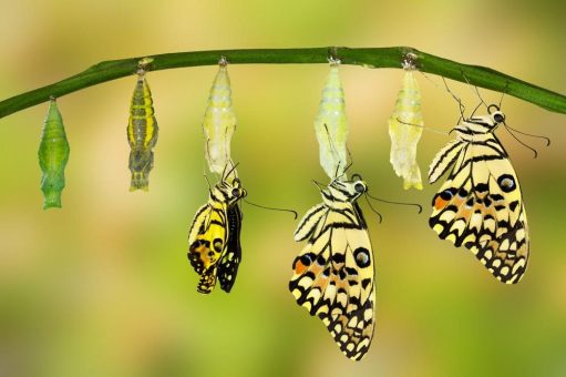 Sieben Prinzipien für erfolgreiche Transformationen – für das „evolven“ von Organisationen mit & für Menschen