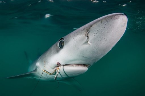 Licht und Schatten für Thunfische und Haie auf der Jahrestagung der Thunfischkommission für den Indischen Ozean (IOTC)