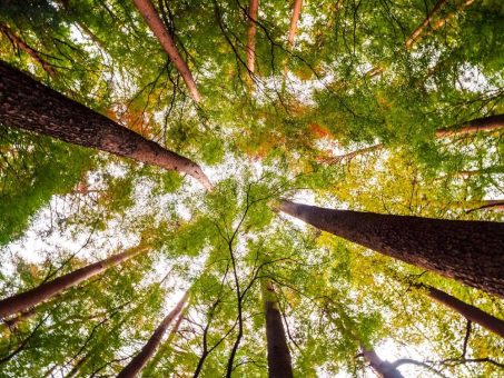 Connecting Software und Querco Fagetea stellen Blockchain-Technologie für CO2 Zertifikate vor