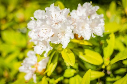 Rhododendronparkfest Graal-Müritz – Frühlingszauber an der Ostseeküste