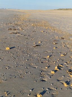 Vermehrte Paraffinanspülungen am Strand auf Juist
