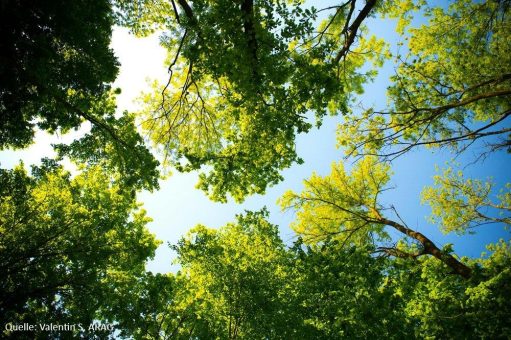 Grillen, Gassi, Gänseblümchen: Was im Park erlaubt ist und was nicht