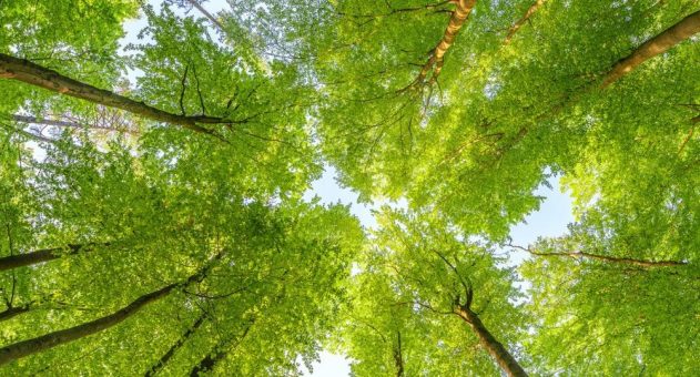 A&O Fischer bleibt FSC®-zertifiziert – Verantwortung entlang der gesamten Lieferkette
