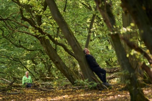 WaldResort Hainich wird Außenstandort der Deutschen Akademie für Waldbaden und Gesundheit