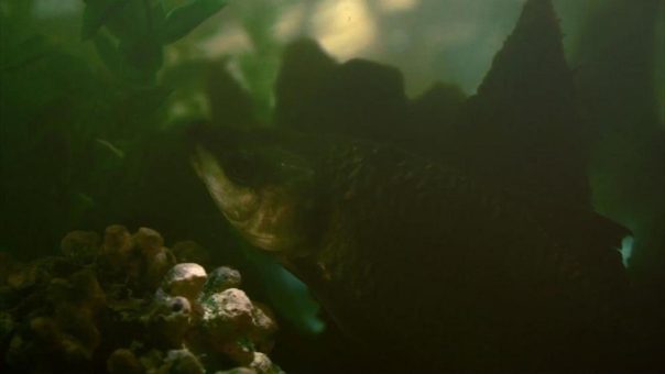 Filmscreening: Fade into You LUCID DREAMS