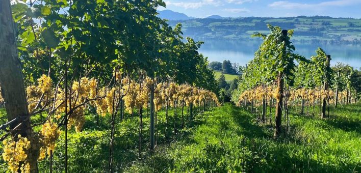 50 Schweizer Topcrus aus resistenten Sorten