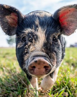 Biosicherheit in der Tierhaltung: Hobbyhalter tragen Mitverantwortung