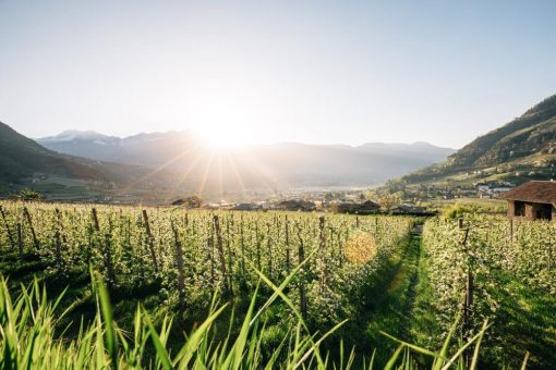 Gesund durch den Sommer – mit der Kraft der Algunder Natur