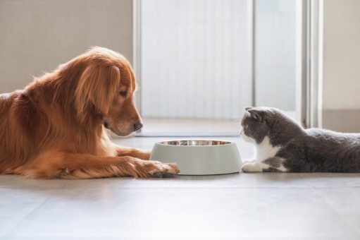 Was der Napf verrät: Wie Futter das Leben unserer Tiere bestimmt