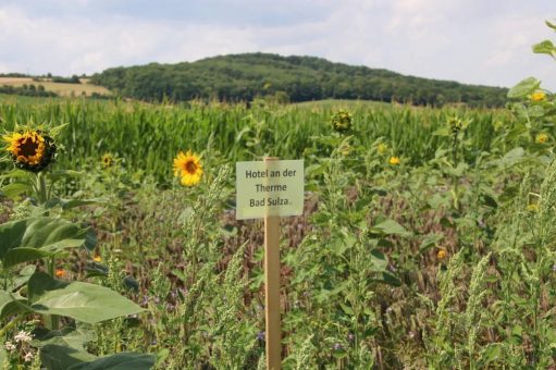 Blühendes Engagement für Bienen