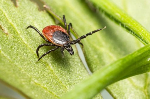 Schutz vor Zecken: So vermeiden Sie gefährliche Infektionen