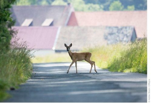 Tierisch was los – Achtung bei Wildwechsel und  Krötenwanderung!