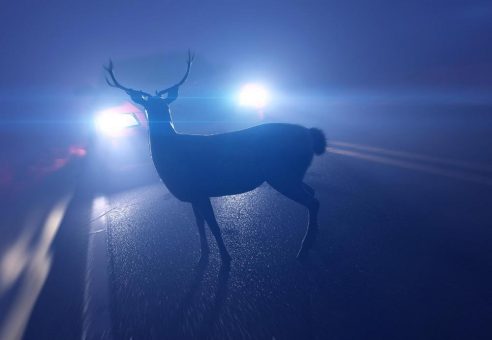 Achtung Wildwechsel!