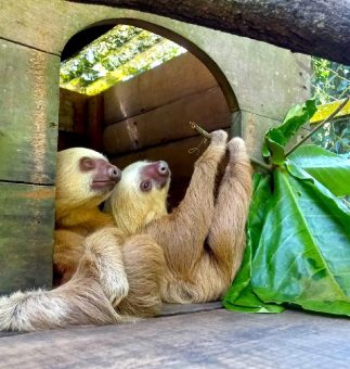 Freiwilligenarbeit mit Rainbow Garden Village in Costa Rica: Volunteer gibt persönliche Einblicke in Tierauffangstation