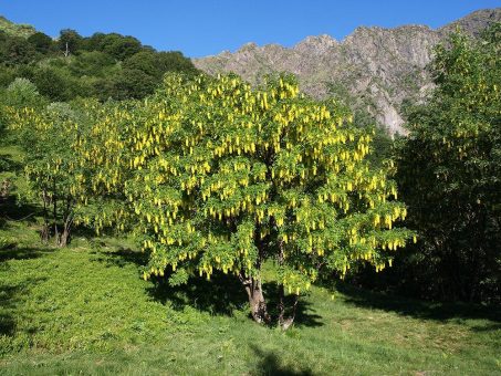Waldreservate im Tessin – Erholung mit Dschungelfeeling