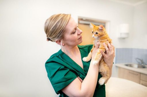 Sanft statt stressig: Wenn der  Tierarztbesuch zum Wohlfühltermin wird