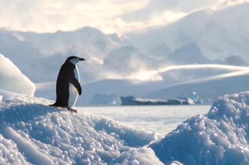 Antarktis Expedition Last Minute buchen – einmalige Reisen ins ewige Eis