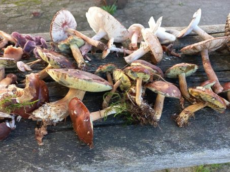 Pilzwanderungen im Ahlenmoor: Mehrtägiges Intensivseminar mit Dr. Peter Krahl im Oktober