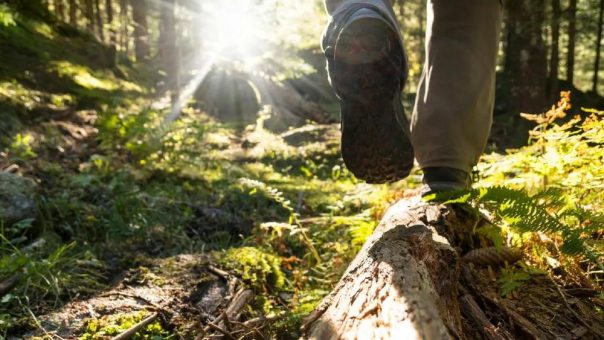 Für Körper, Geist und Seele – 7. Kongress für Waldbaden und Naturgesundheit
