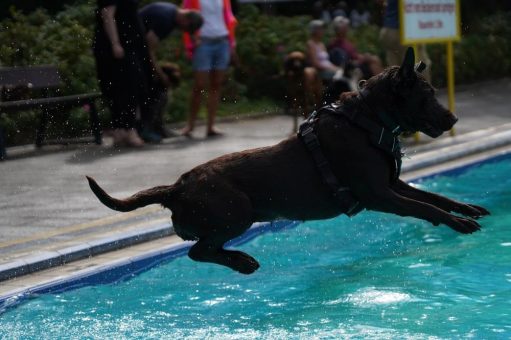 Wasser, Spiel und Action: 2. Hundebadetag im Waldfreibad Cuxhaven