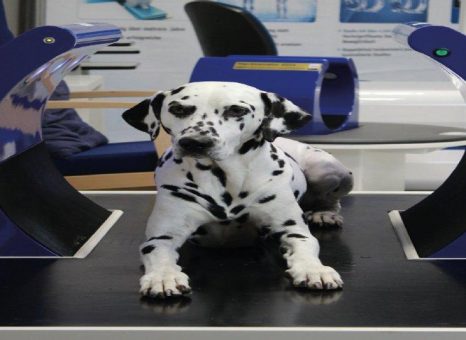 High-Tech Arthrose-Behandlung für Hund und Katze